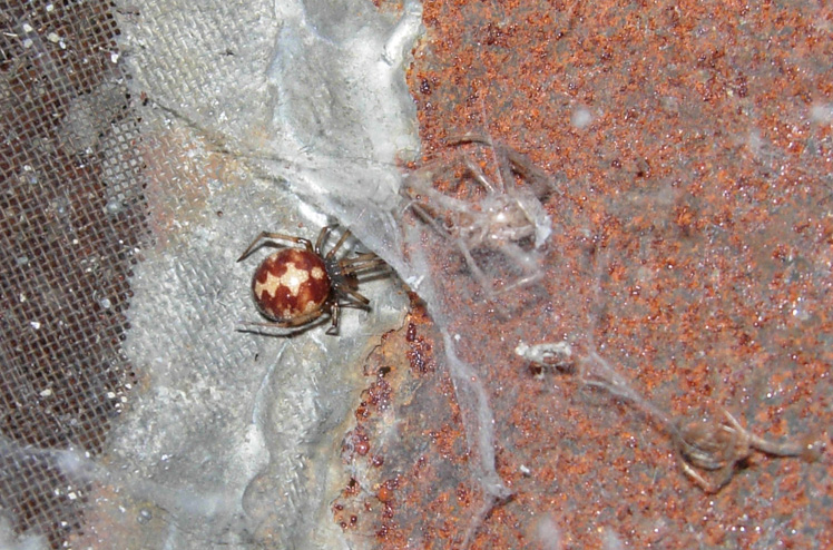 Platnickina, Cheiracanthium, Steatoda, Scotophaeus